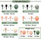 Sage Green Peach Balloon Garland Double Stuffed Dusty Green Blush Pastel Orange Nude Matte Balloon Arch Kit for Baby Bridal Shower Birthday Tropical Summer Party Decoration
